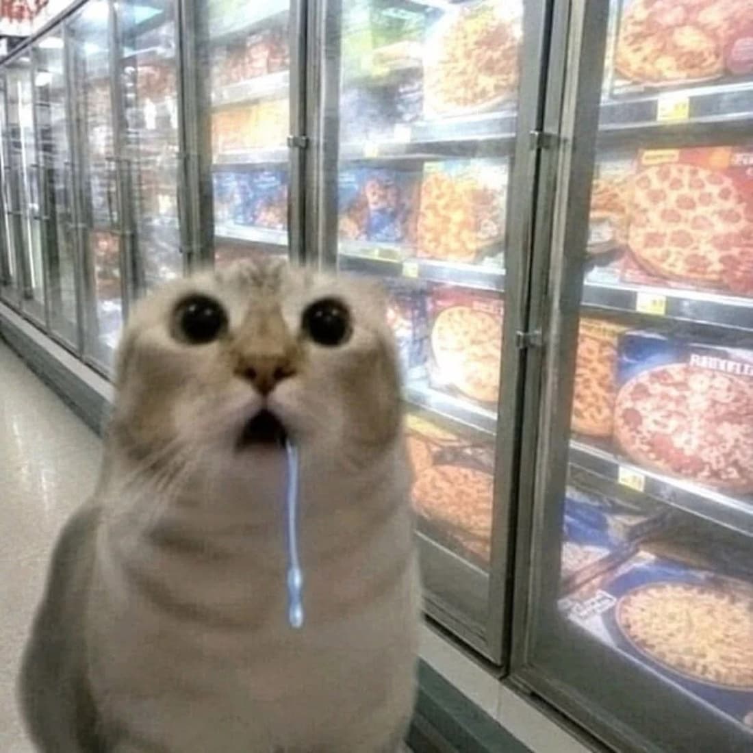 The original freezer cat